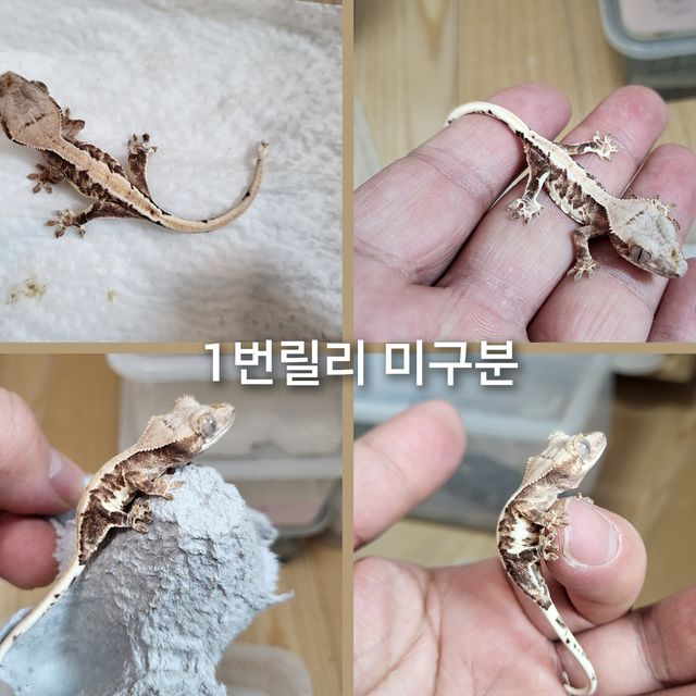 릴리화이트