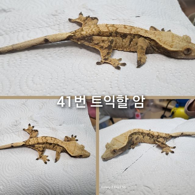 트라이