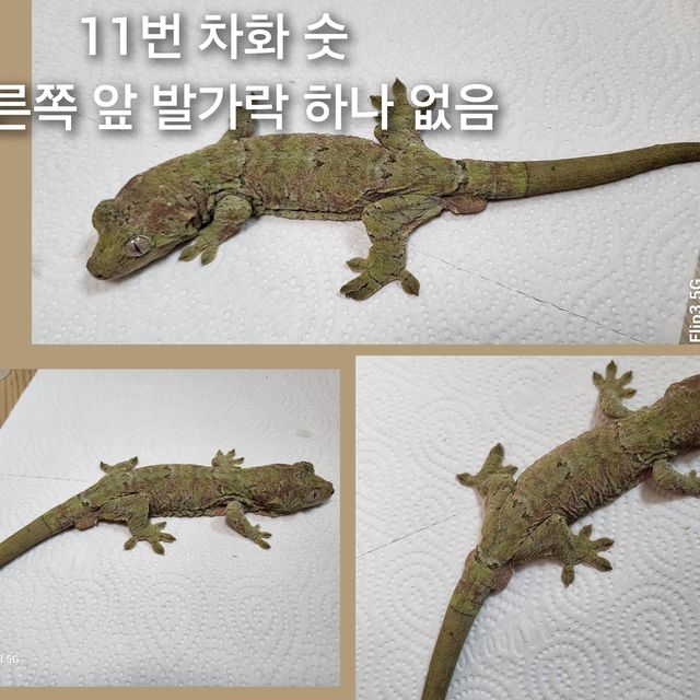 그린 레드