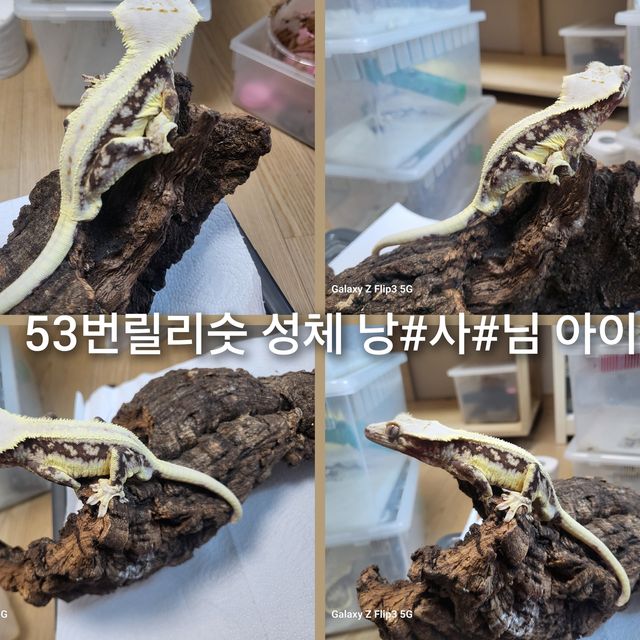 릴리화이트