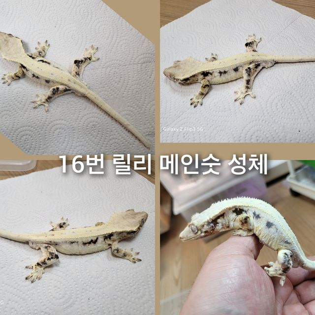 릴리화이트 플레임