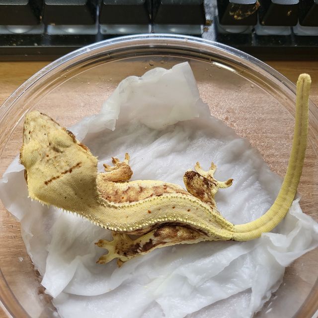 릴리화이트 트라이 크림시클