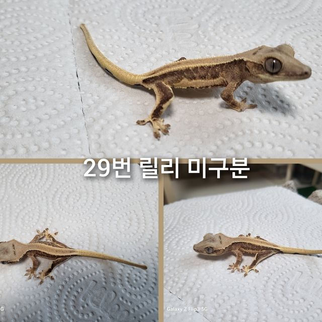 릴리화이트