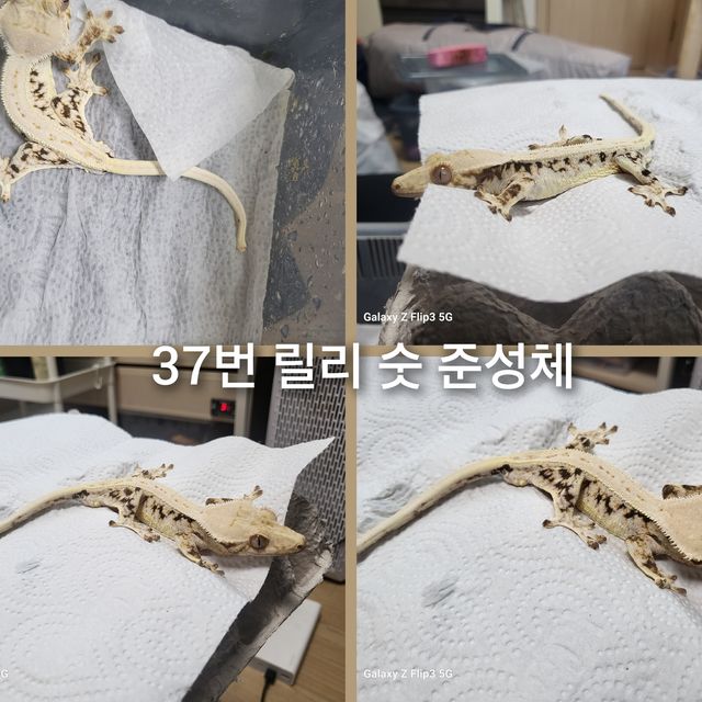 릴리화이트