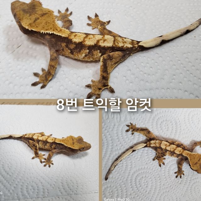 트라이