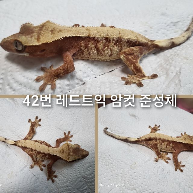트라이 드리피 레드