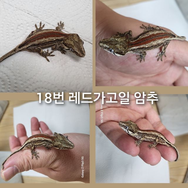 스트라이프 레드