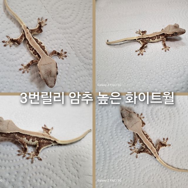 릴리화이트