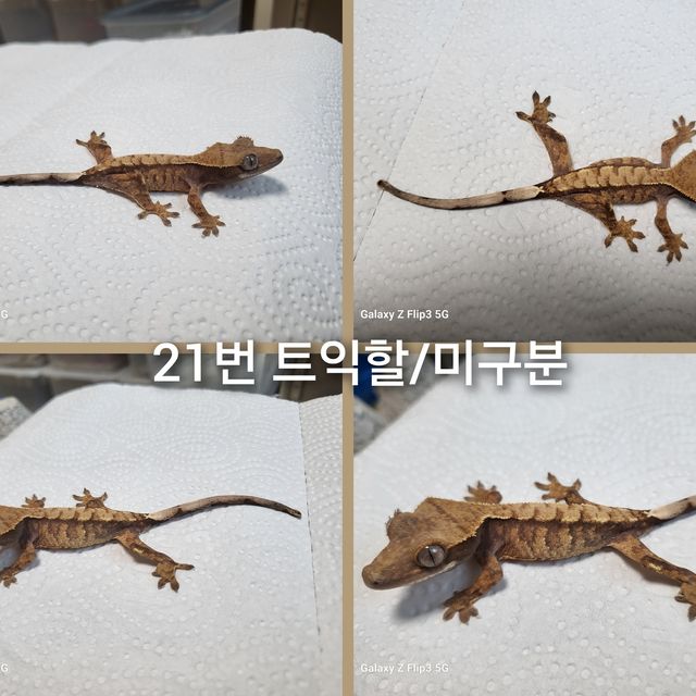 트라이