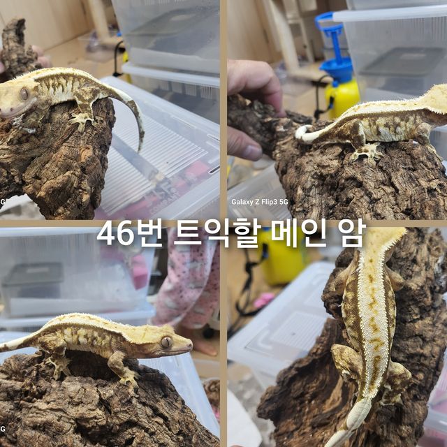 트라이 풀핀 텐저린