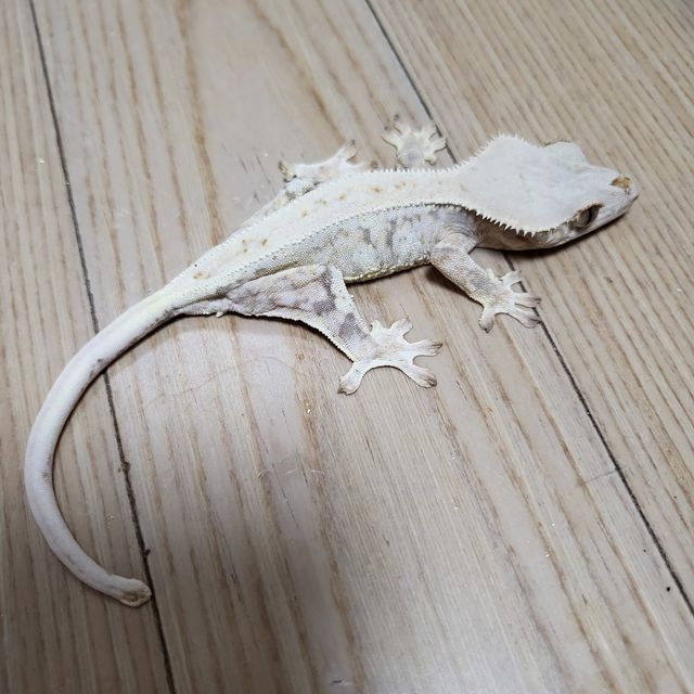 릴리화이트 트라이