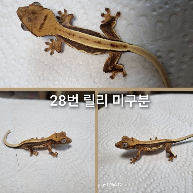 릴리화이트