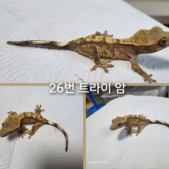 트라이