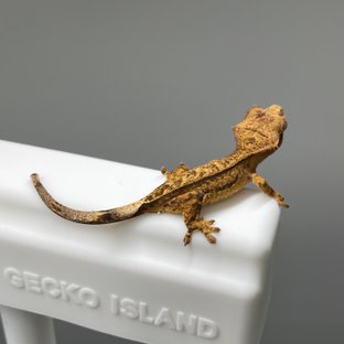 노멀 팬텀 옐로우