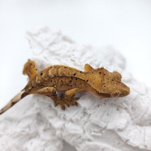 달마시안