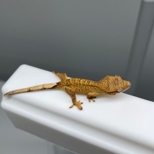 노멀 브린들 옐로우