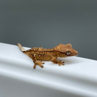 노멀 팬텀 옐로우