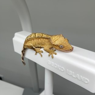 노멀 팬텀 옐로우