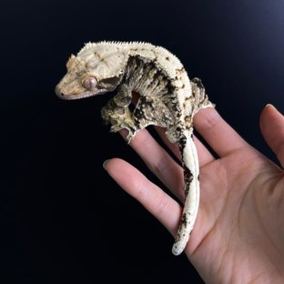 노멀 익스트림할리퀸 트라이