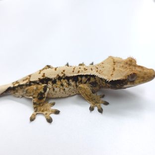 트라이