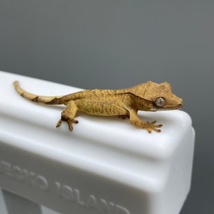 노멀 브린들 옐로우