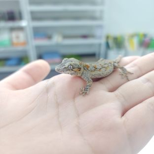 스트라이프