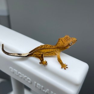 노멀 팬텀 옐로우