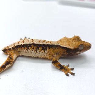 트라이