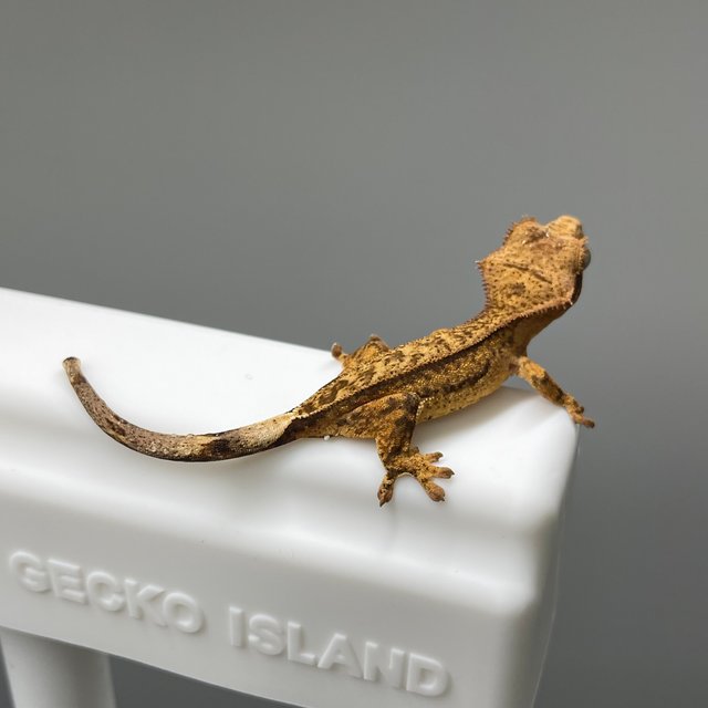 노멀 팬텀 옐로우