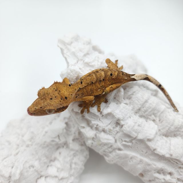 달마시안