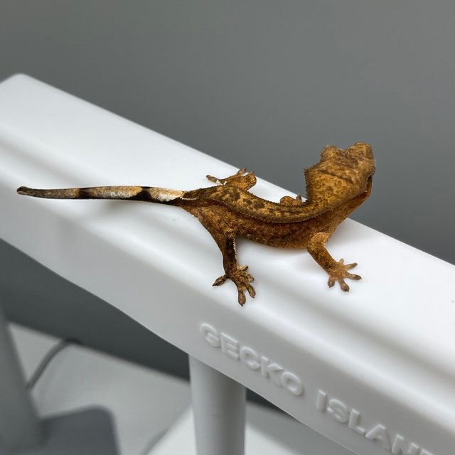 노멀 팬텀 옐로우