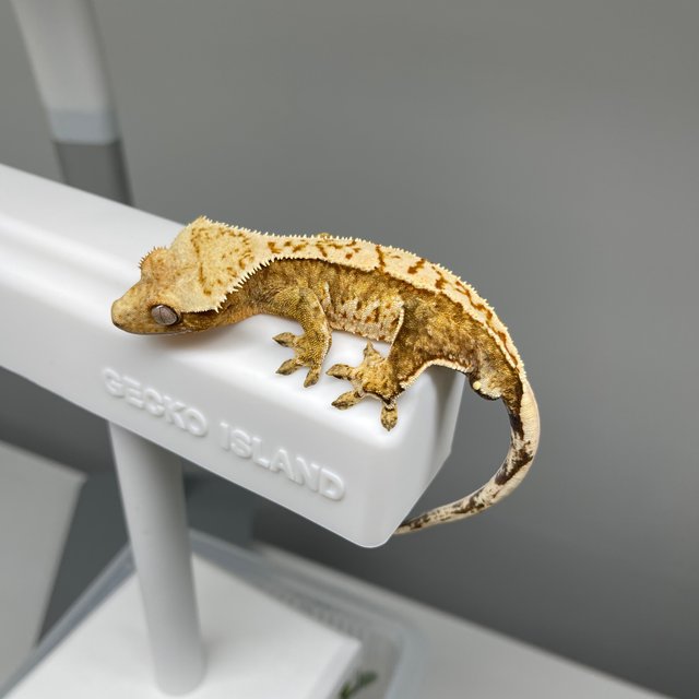 노멀 화이트핀 옐로우 크림시클