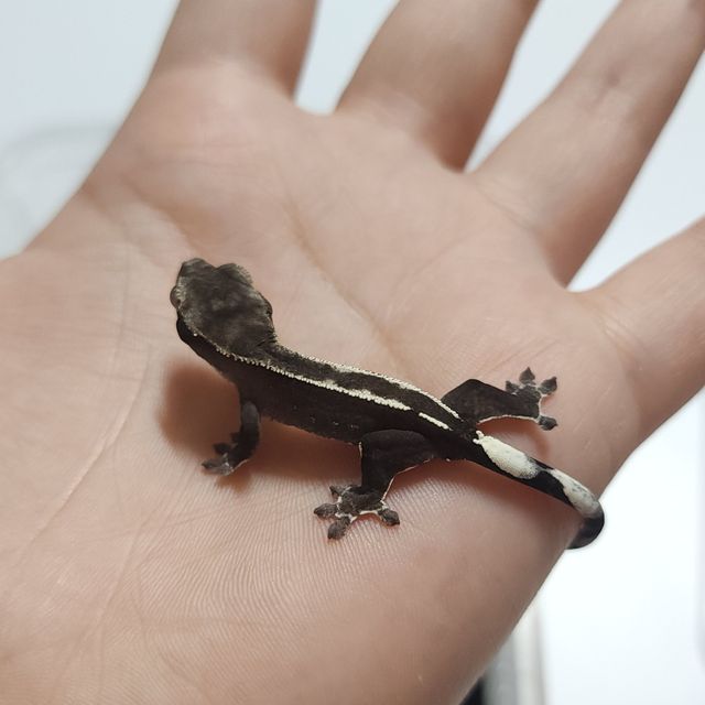 아잔틱