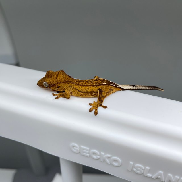 노멀 팬텀 옐로우