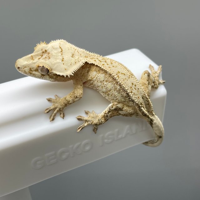 노멀 옐로우 크림시클