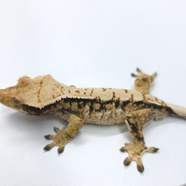트라이