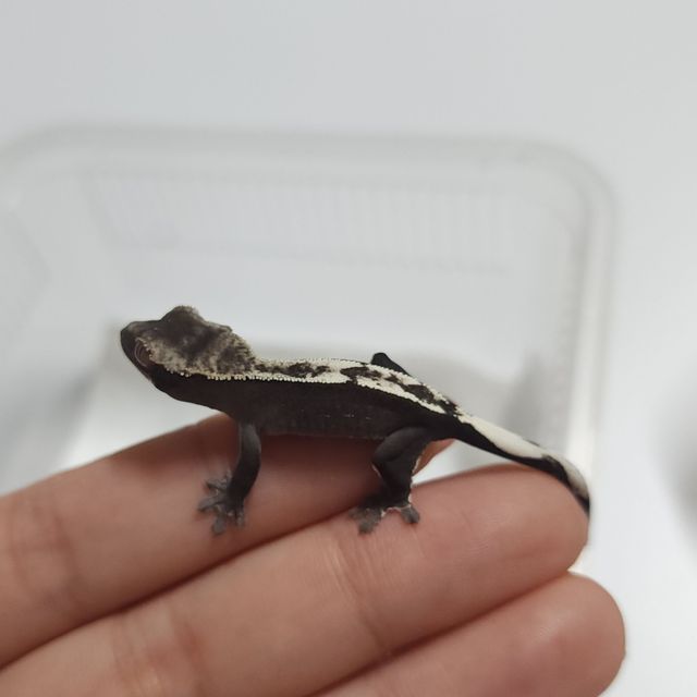 아잔틱