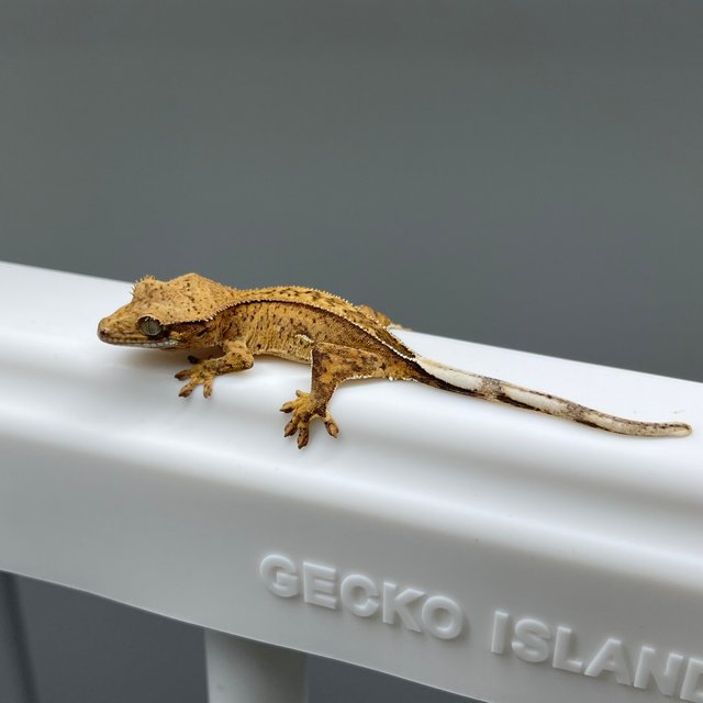 노멀 팬텀 옐로우