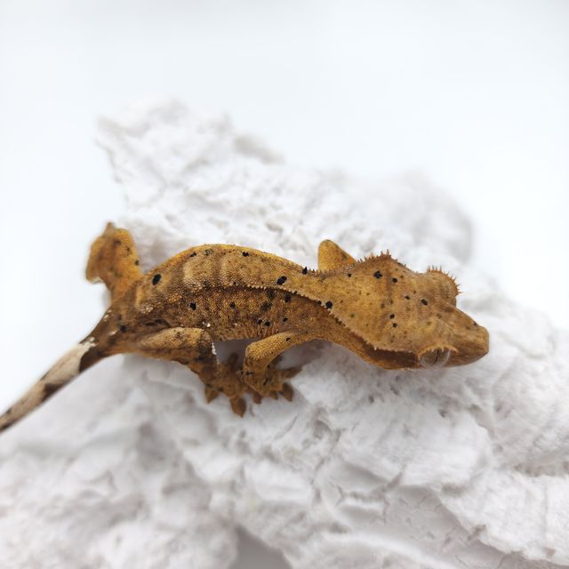 달마시안