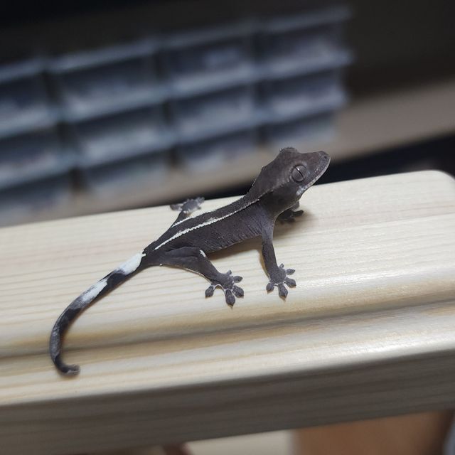 아잔틱