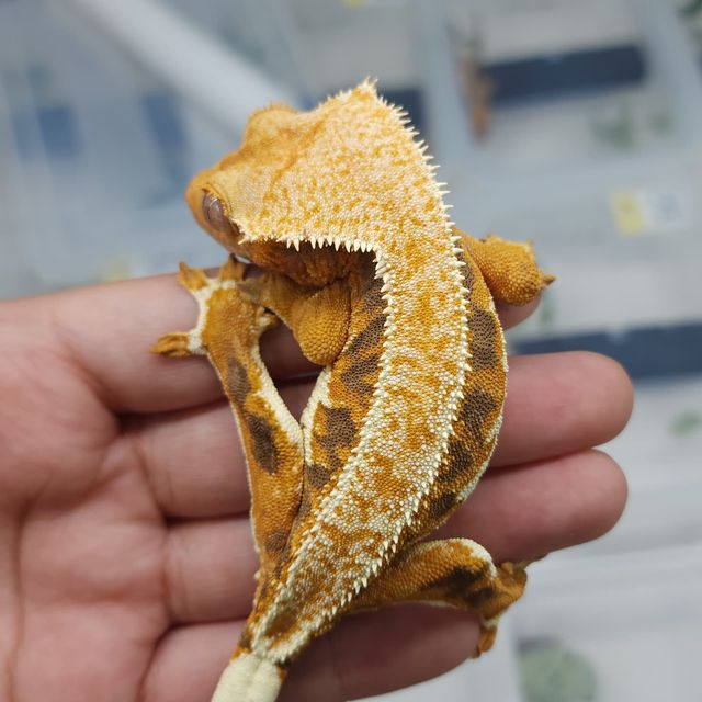 트라이