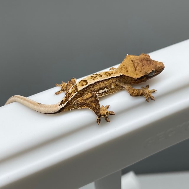 옐로우 크림시클 노멀