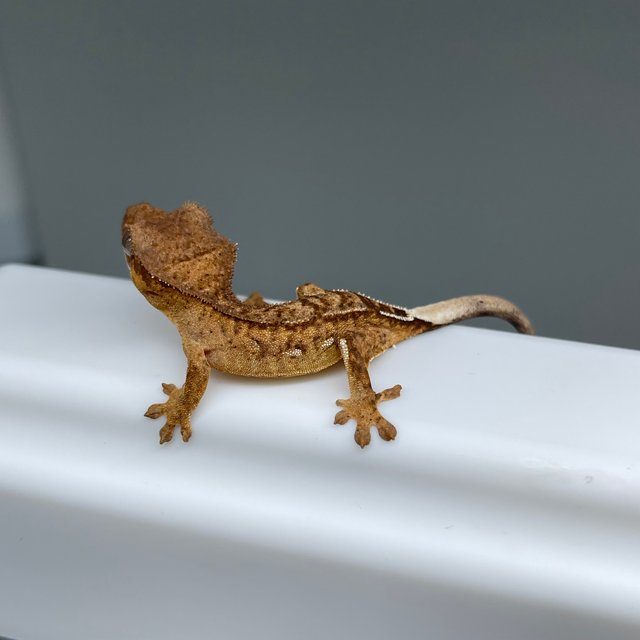 노멀 팬텀 옐로우