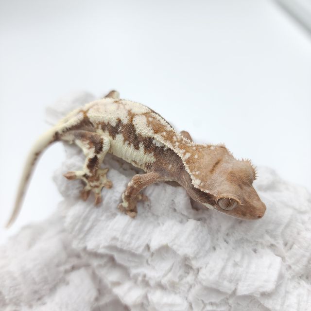 프라푸치노