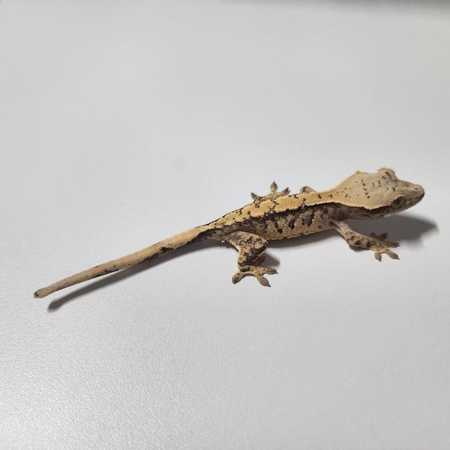 노멀