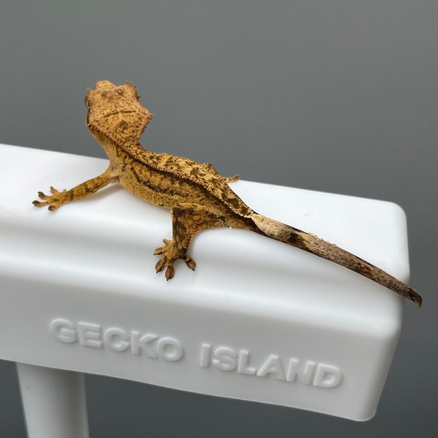 노멀 팬텀 옐로우