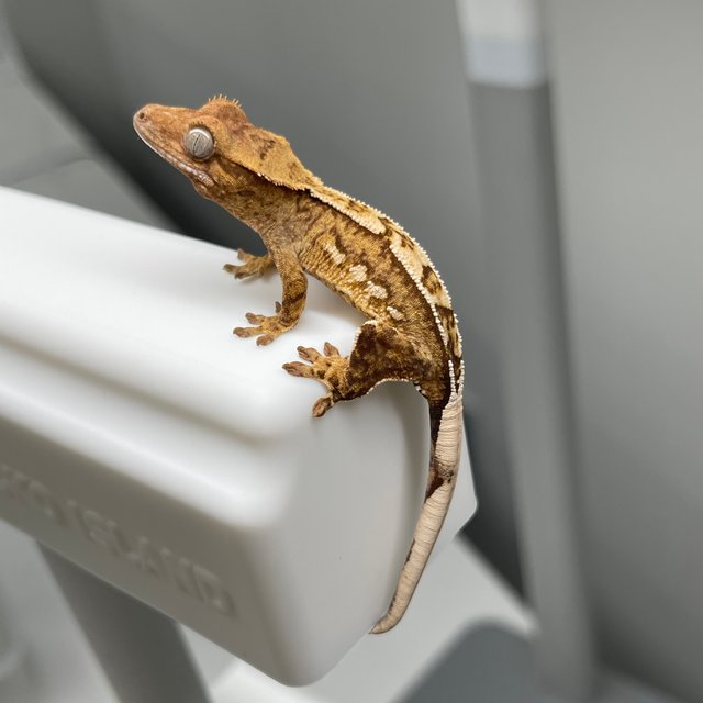 옐로우 크림시클 노멀