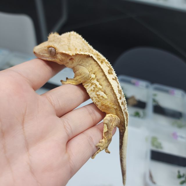크림시클