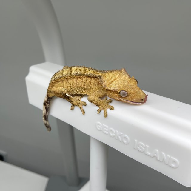 노멀 팬텀 옐로우