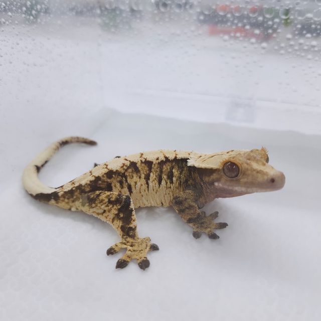트라이 익스트림할리퀸